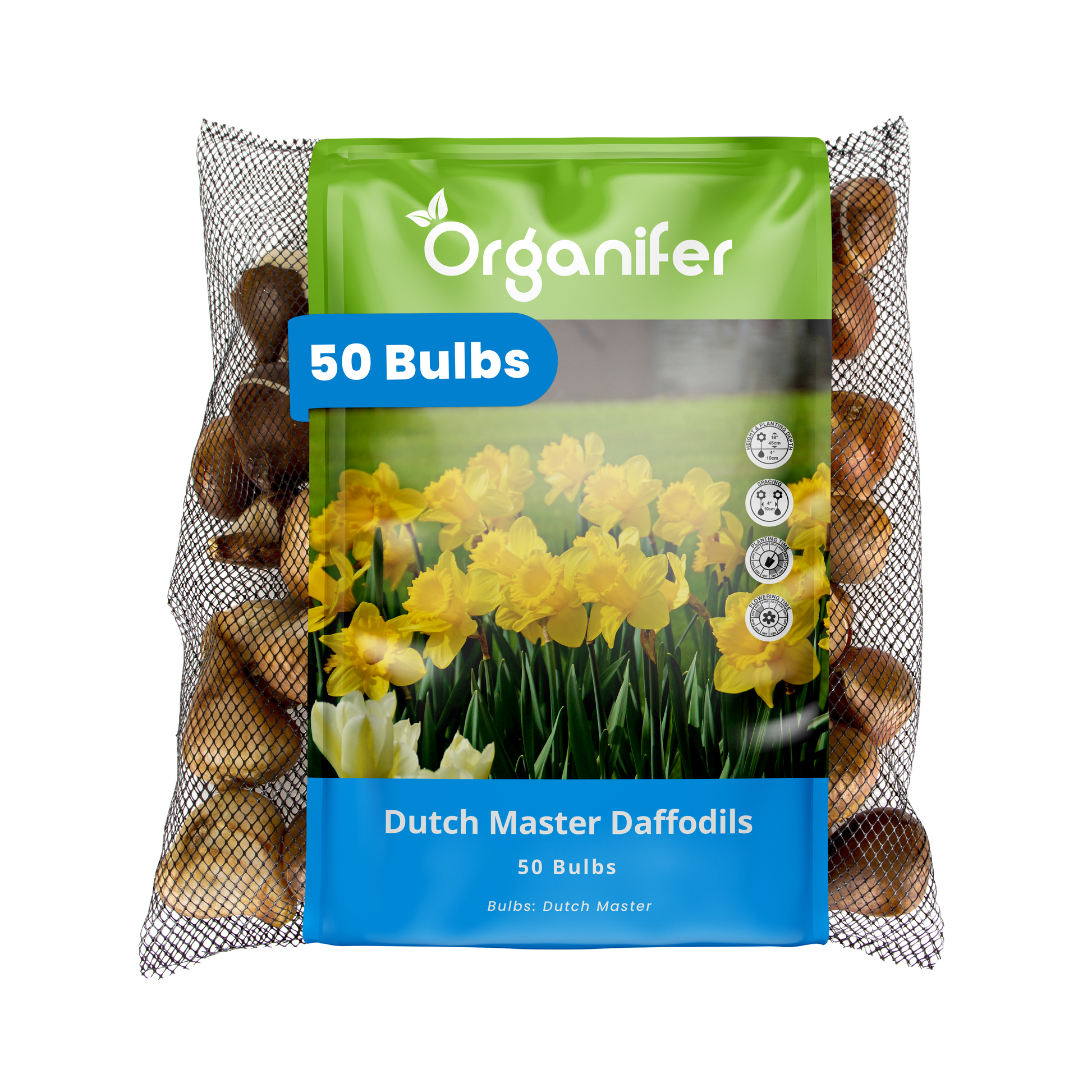 Bag of Organifer Dutch Master Daffodils bulbs with a clear window showing the bulbs inside.