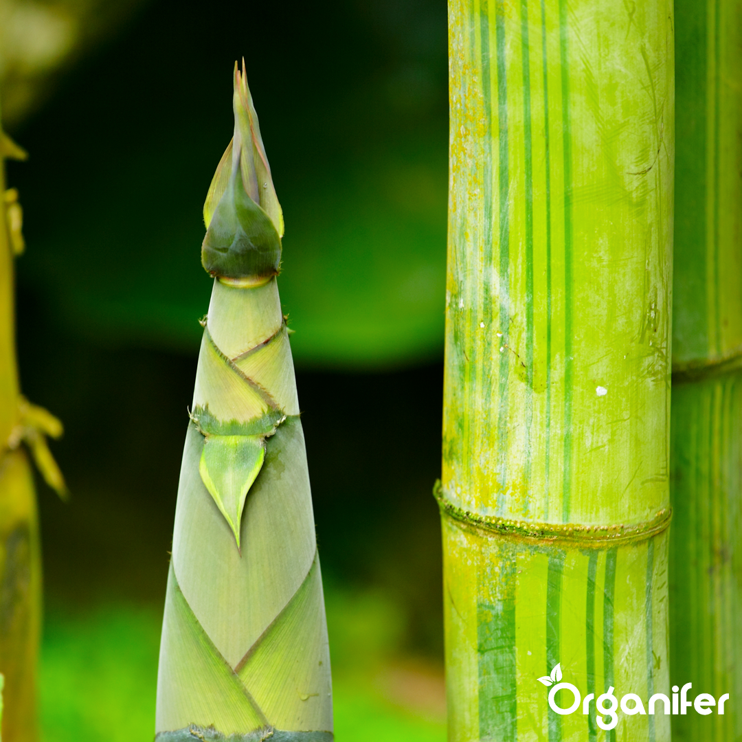 Bamboo Liquid Fertiliser 1