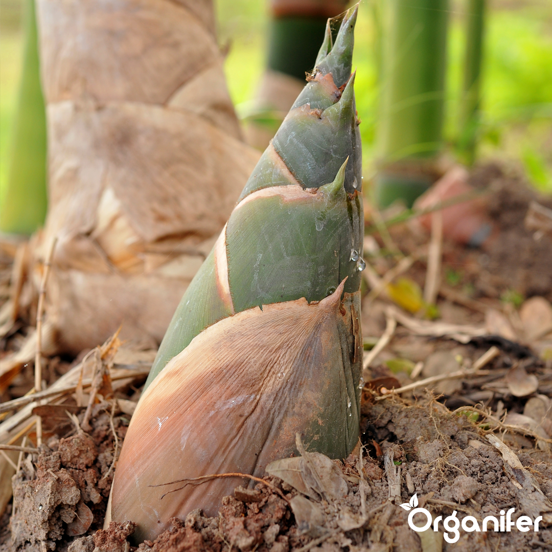 Bamboo Liquid Fertiliser 2