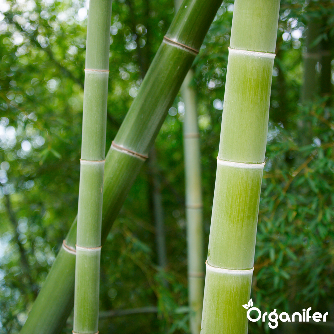 Bamboo Liquid Fertiliser 3