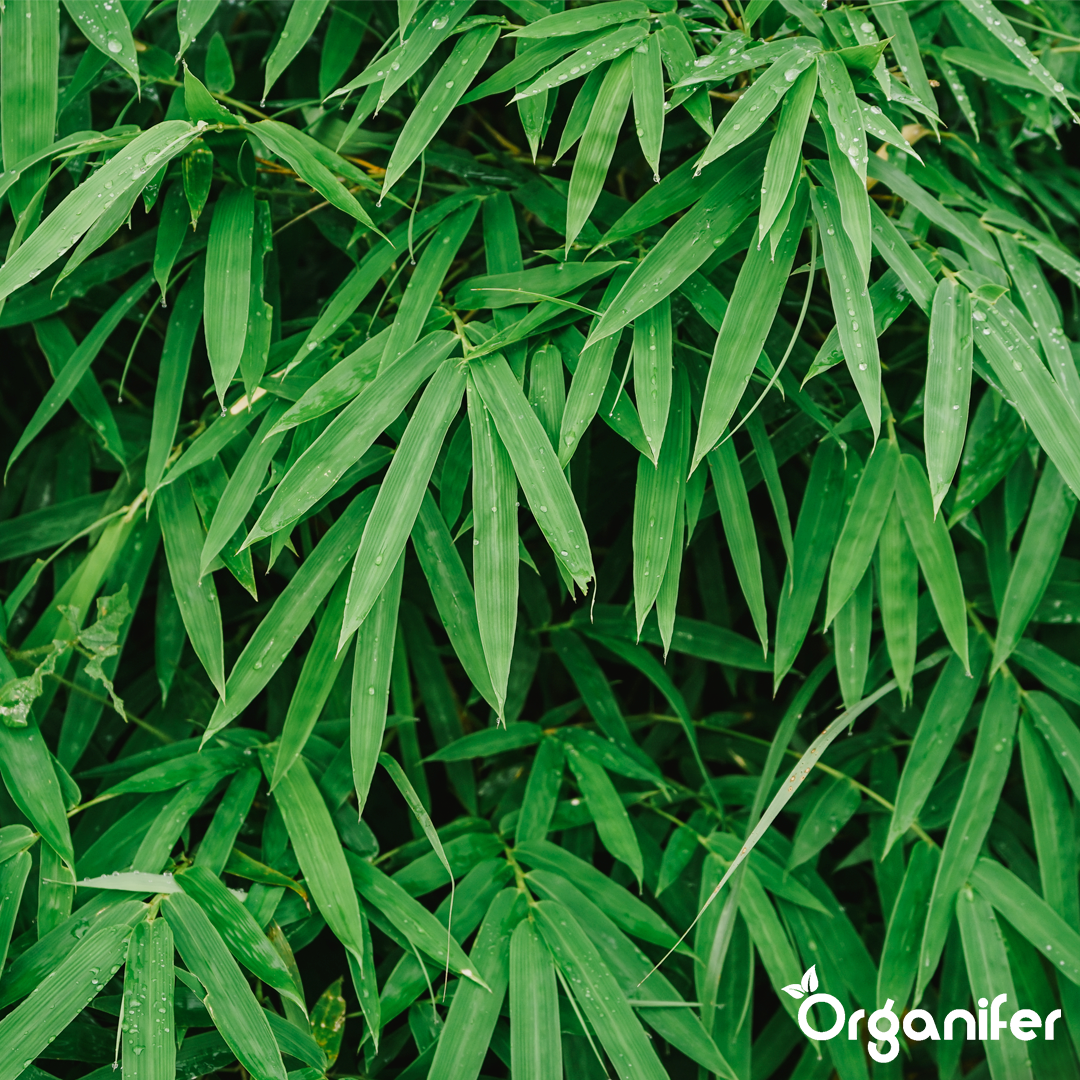 Bamboo Liquid Fertiliser 4