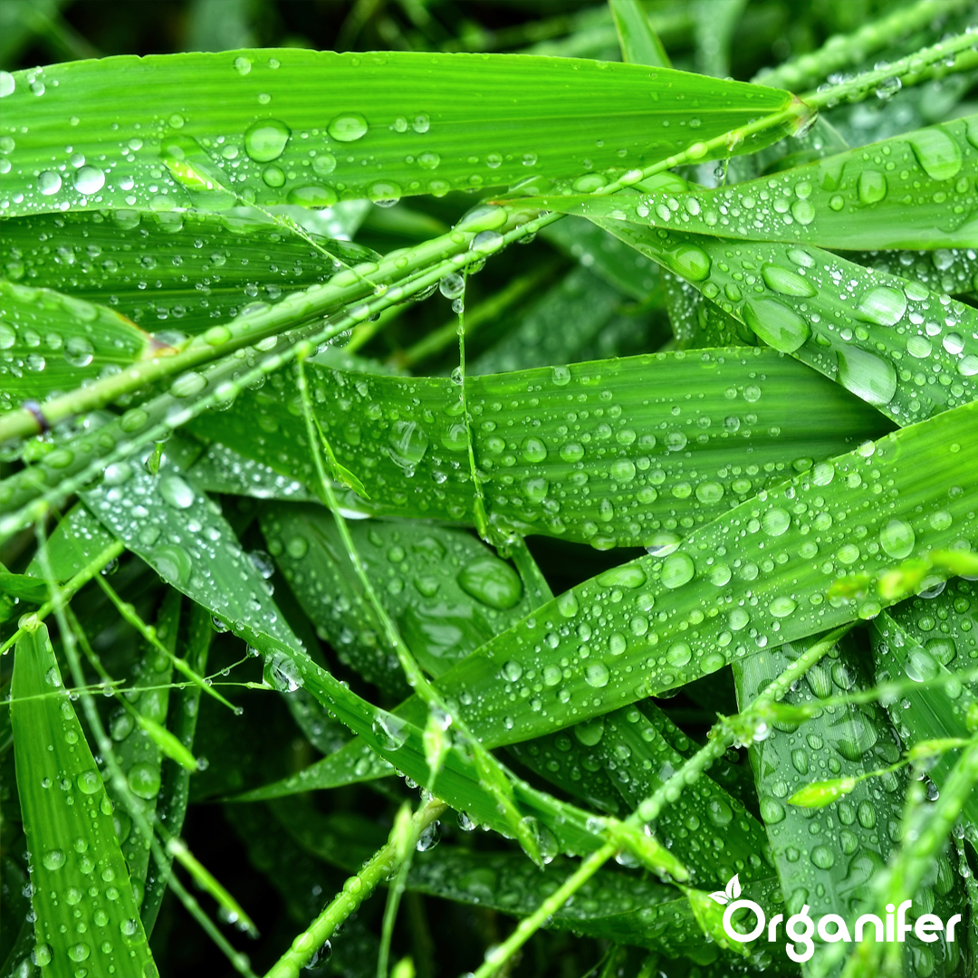 Bamboo Liquid Fertiliser 5