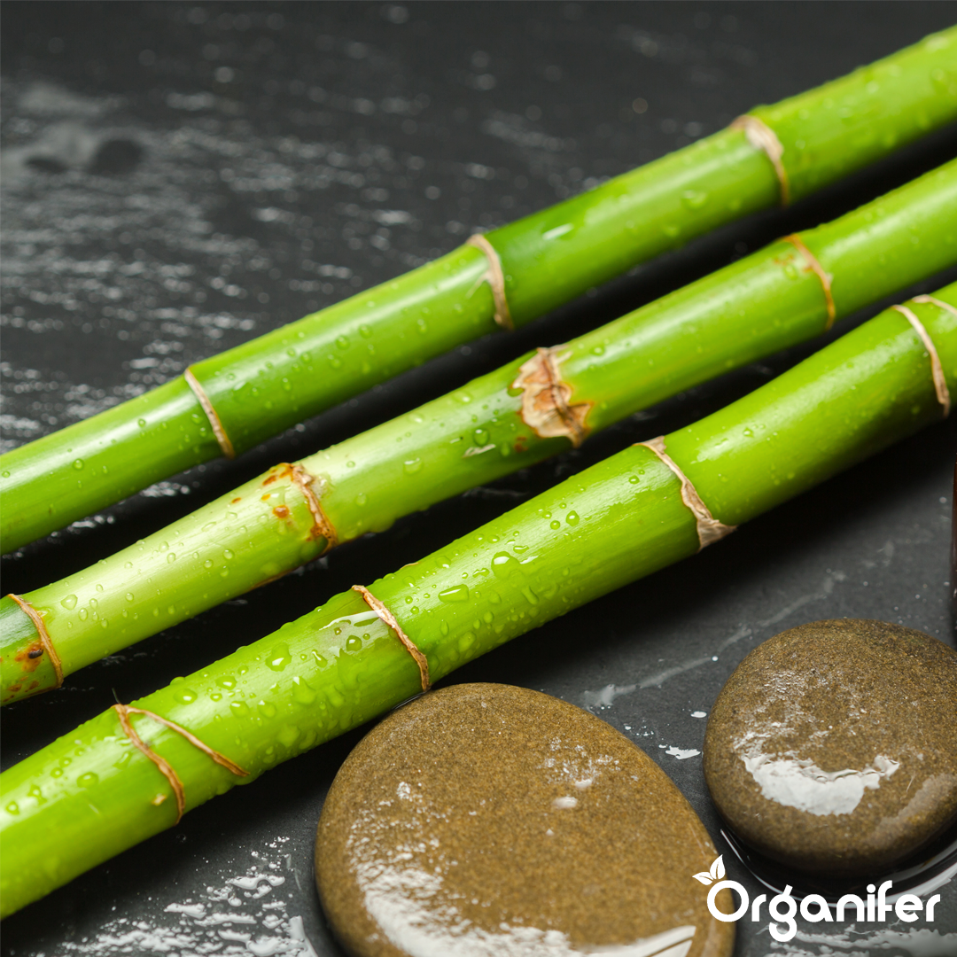 Bamboo Liquid Fertiliser 6