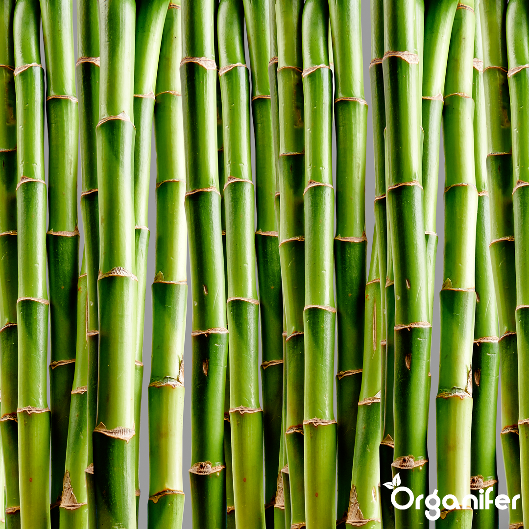 Bamboo Liquid Fertiliser 7