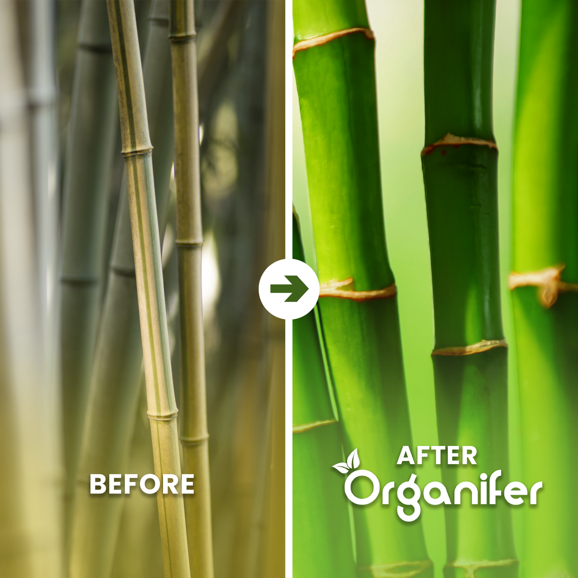 Bamboo Liquid Fertiliser Before After English