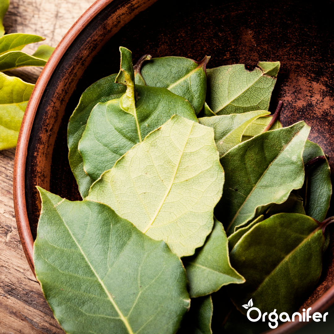 Bay leaf Liquid Fertiliser 2