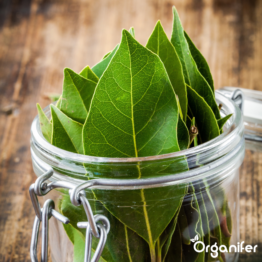 Bay leaf Liquid Fertiliser 3