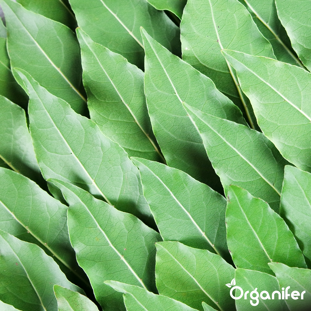 Bay leaf Liquid Fertiliser 4