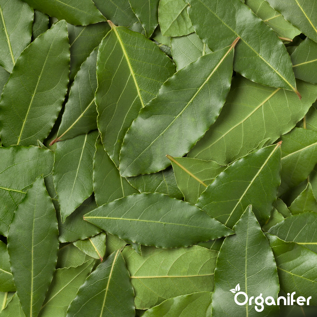 Bay leaf Liquid Fertiliser 5