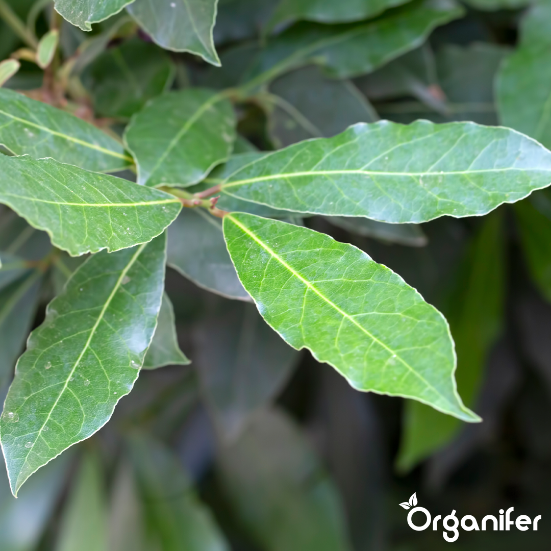 Bay leaf Liquid Fertiliser 6