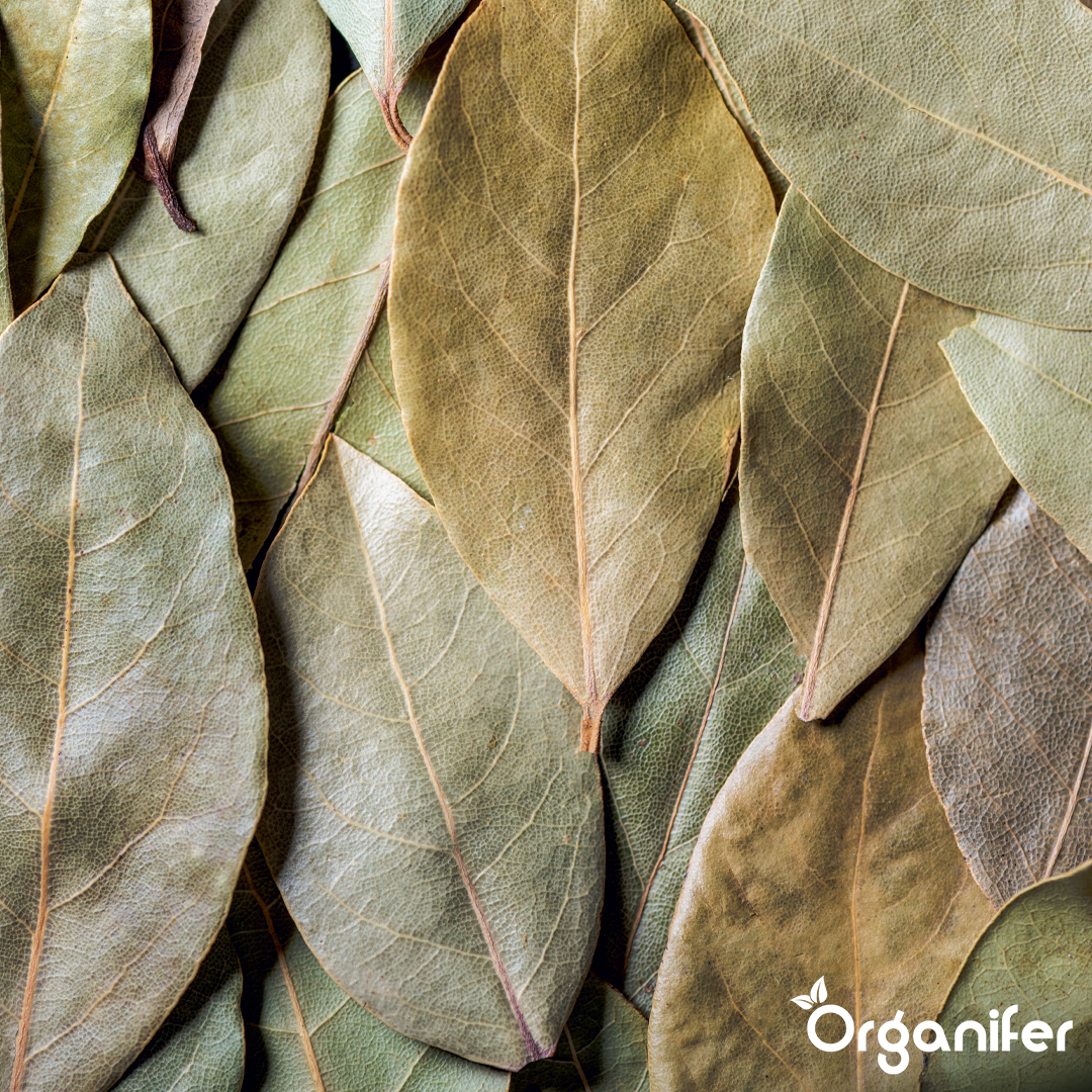 Bay leaf Liquid Fertiliser 7