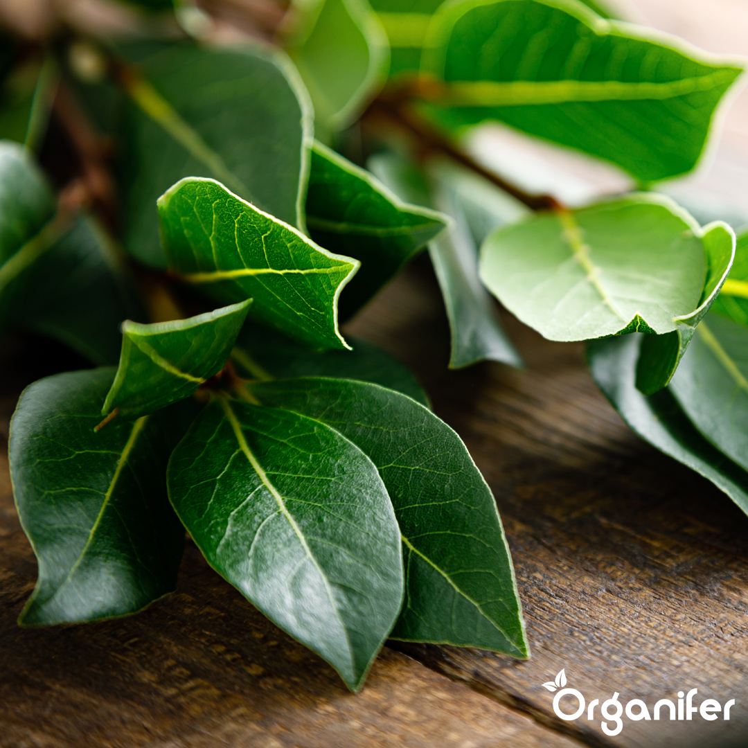 Bay leaf Liquid Fertiliser 9