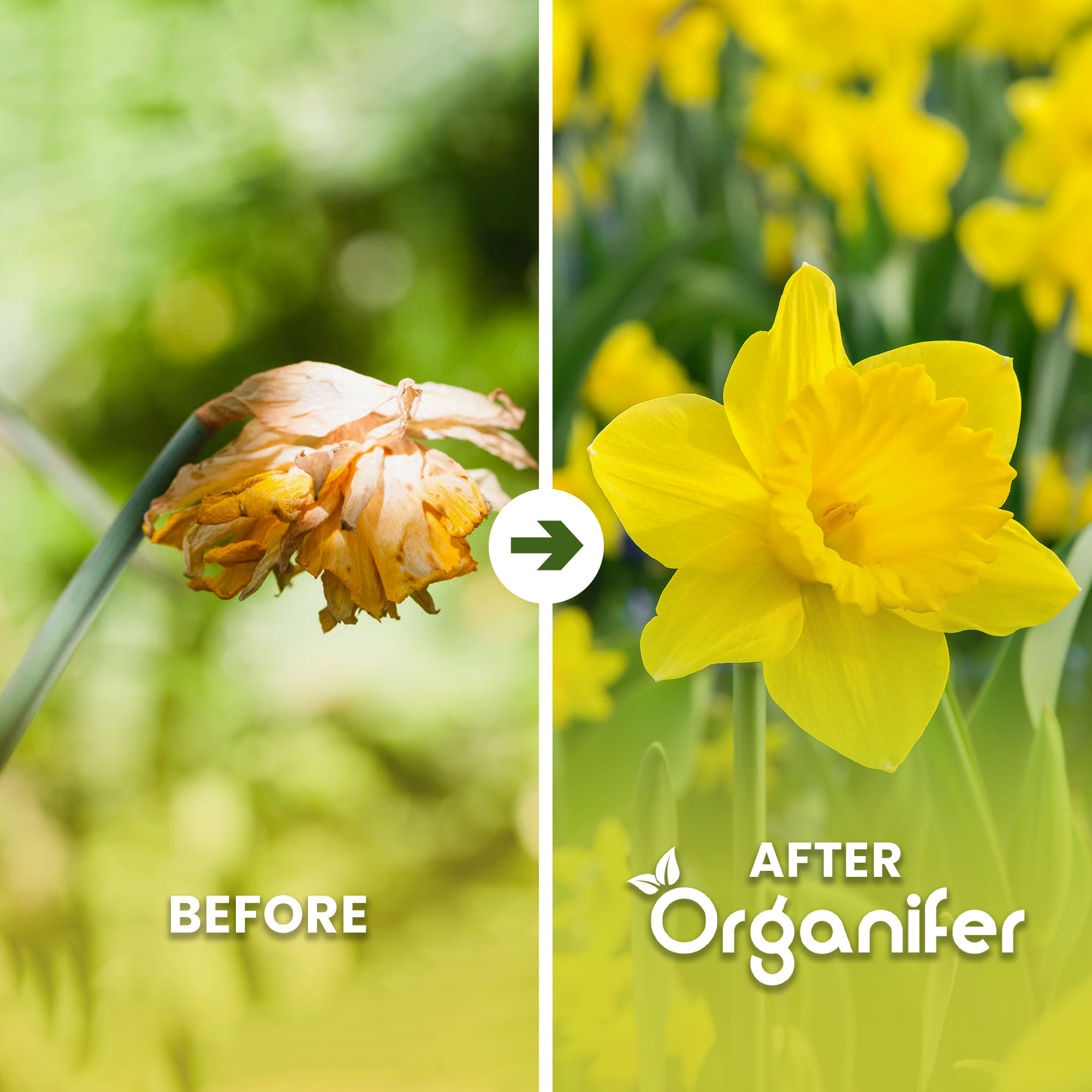 Before and after comparison of a wilted flower revived with Organifer.