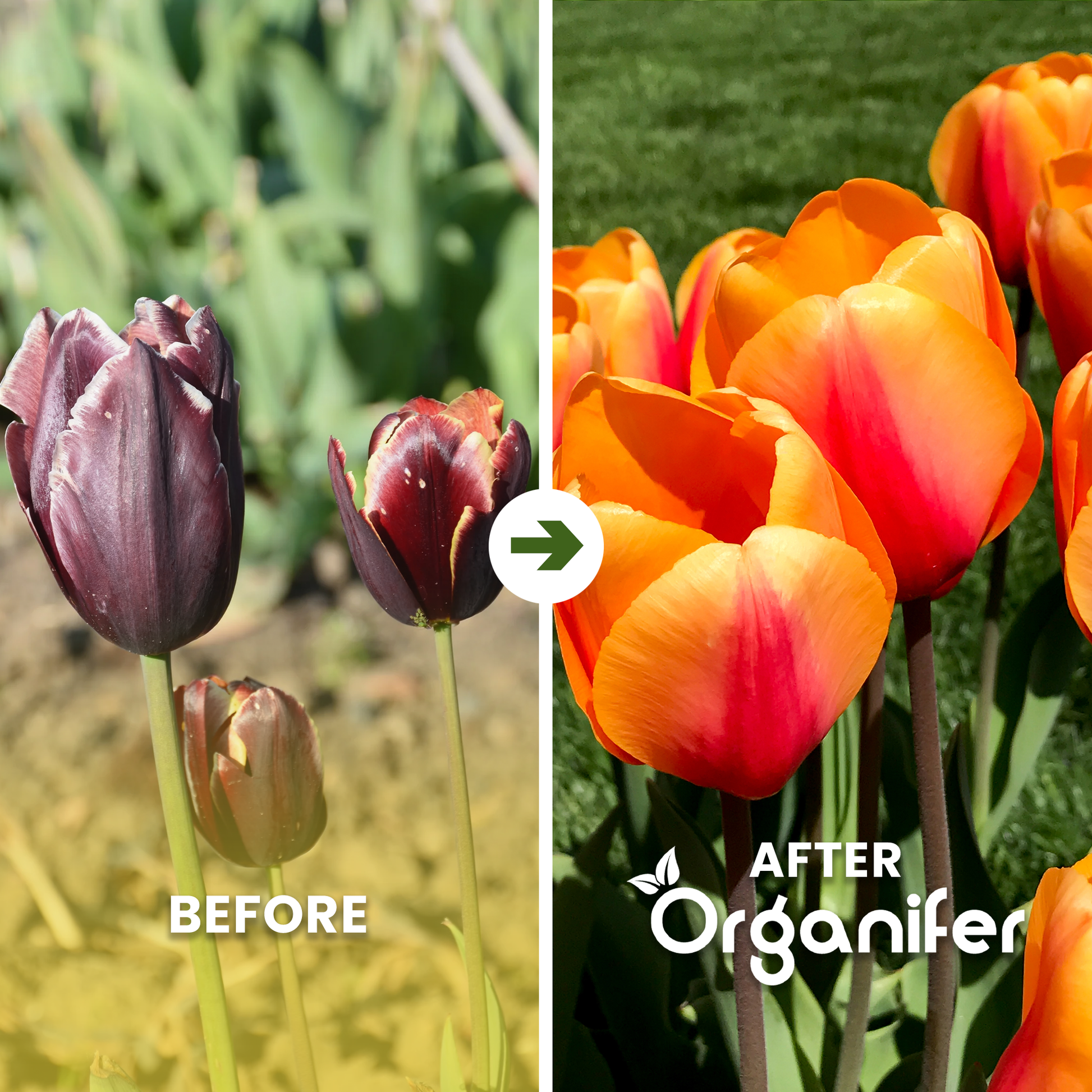 Before and after comparison of wilted purple tulips and vibrant orange tulips with 'Organifer' branding.