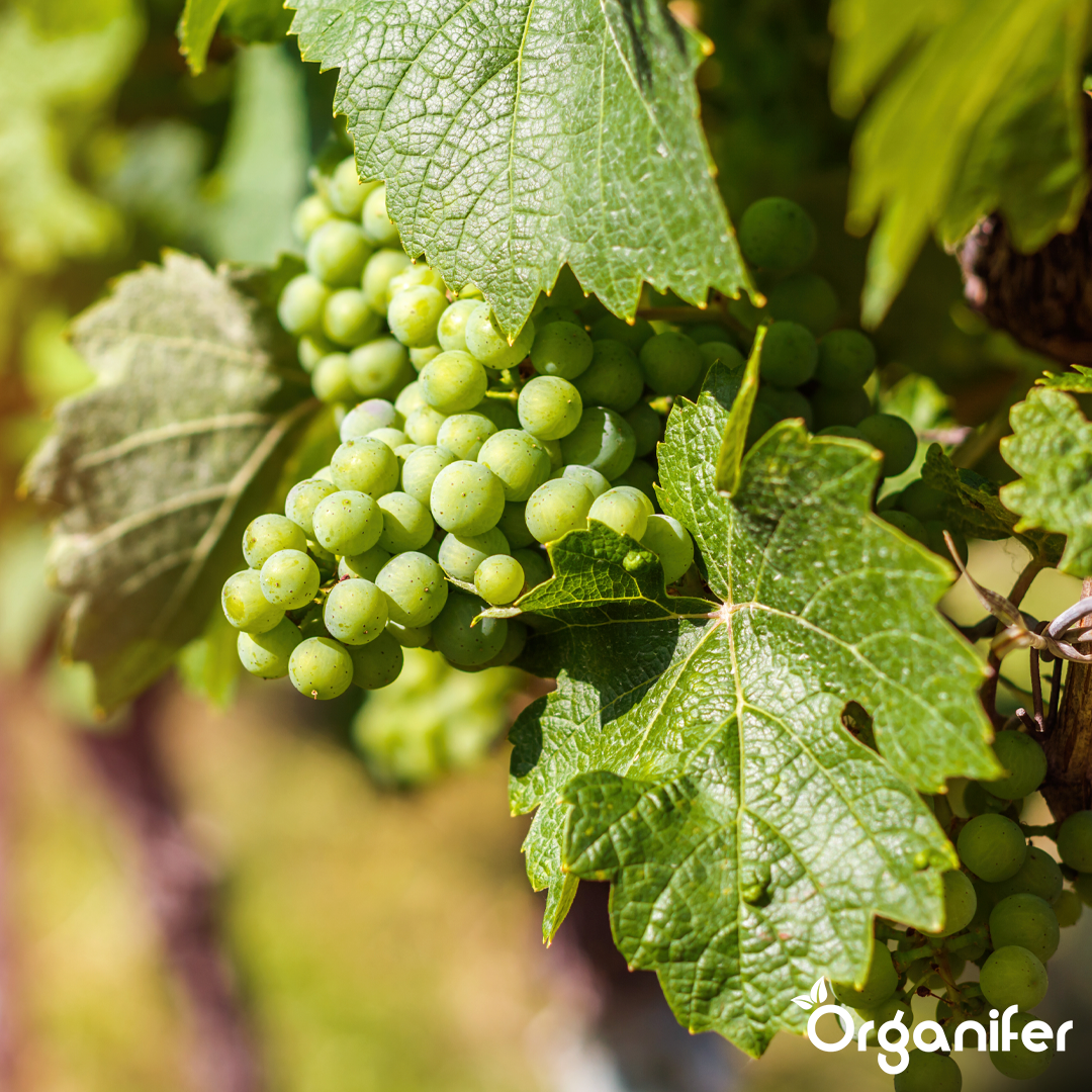 Biochar Soil Improver 1