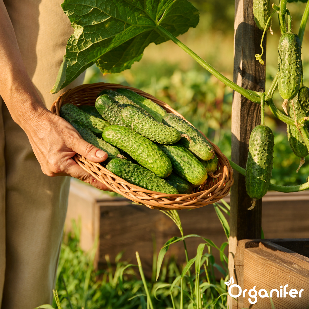 Biochar Soil Improver 2