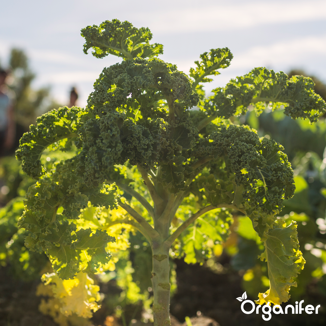 Biochar Soil Improver 6