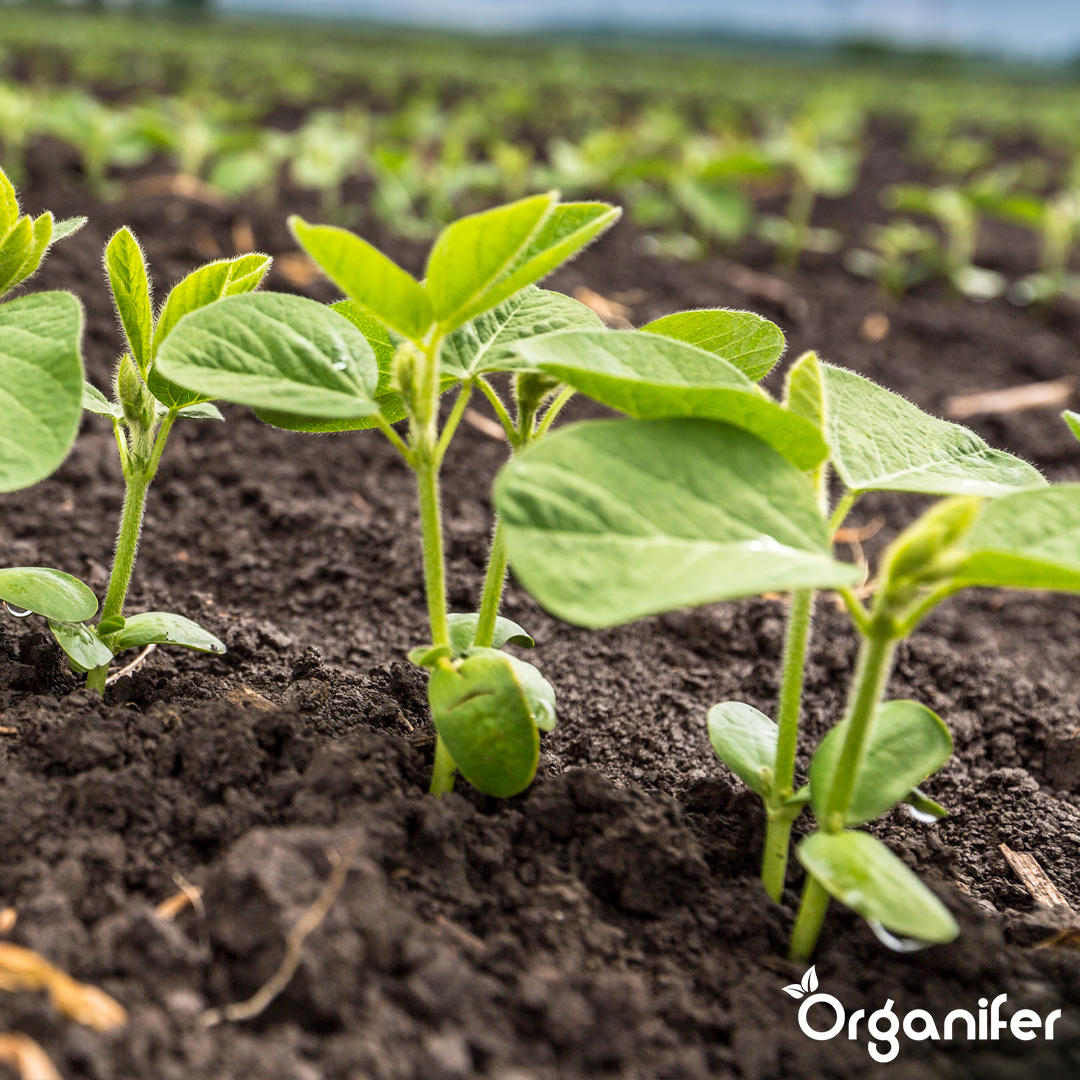 Biochar Soil Improver 7