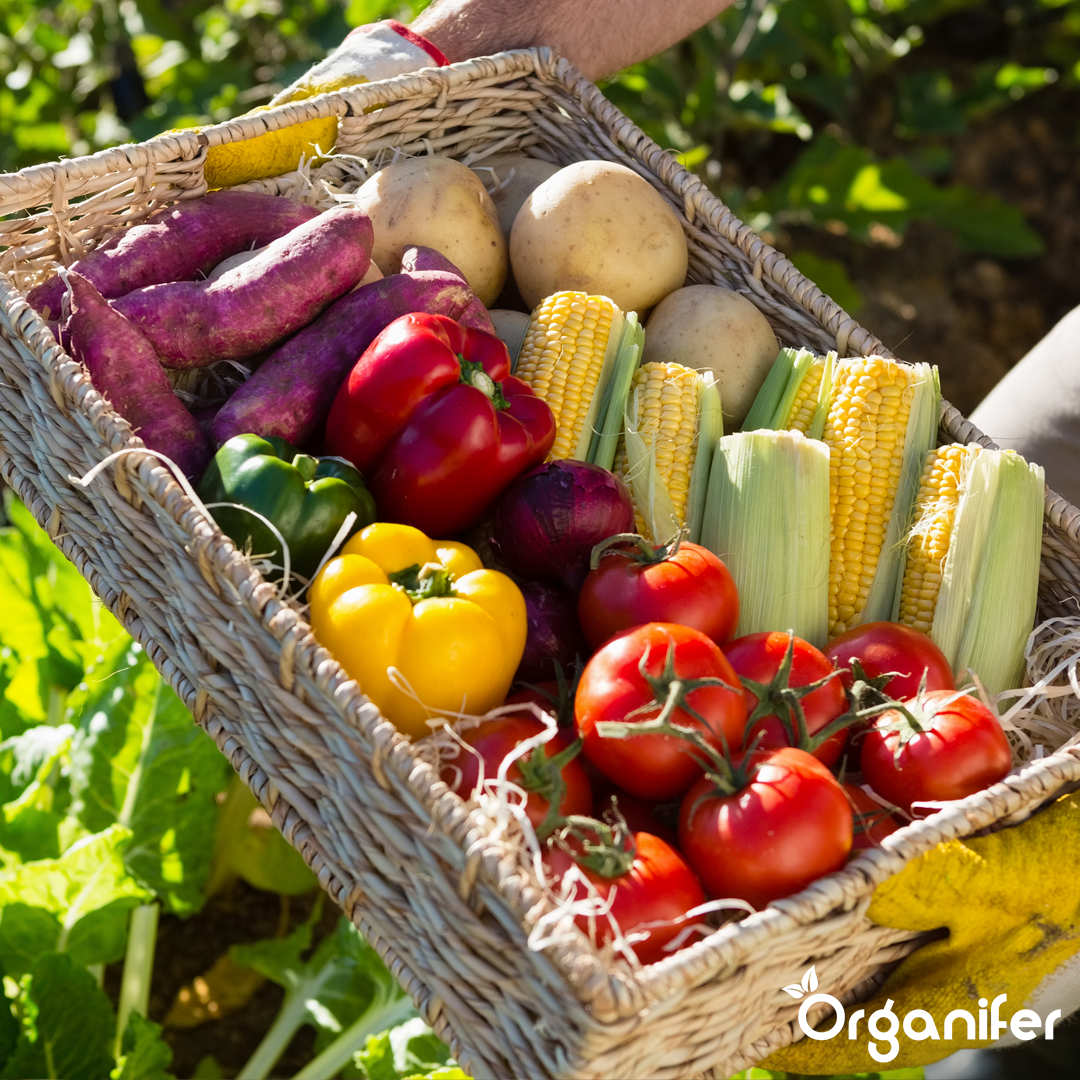 Biochar Soil Improver 8