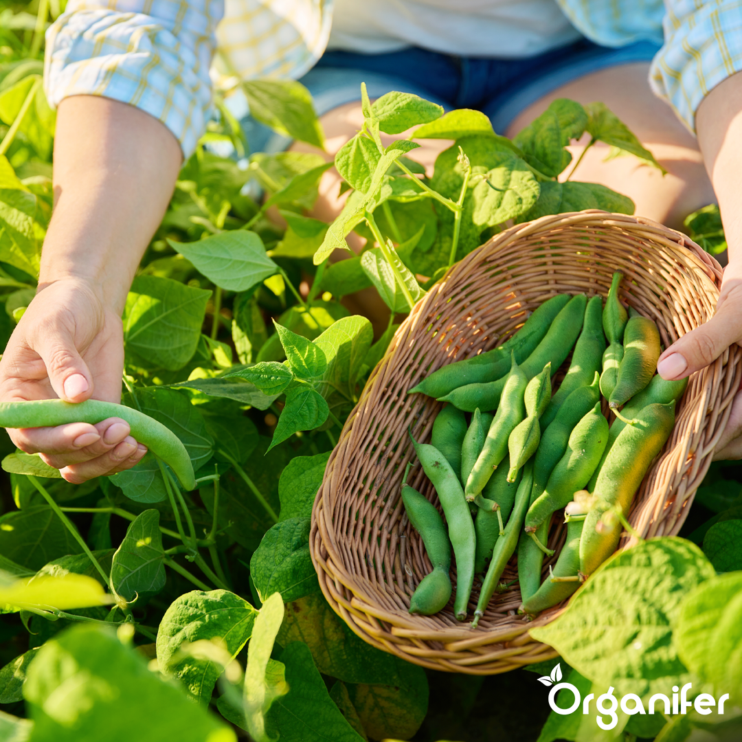 Biochar Soil Improver 9