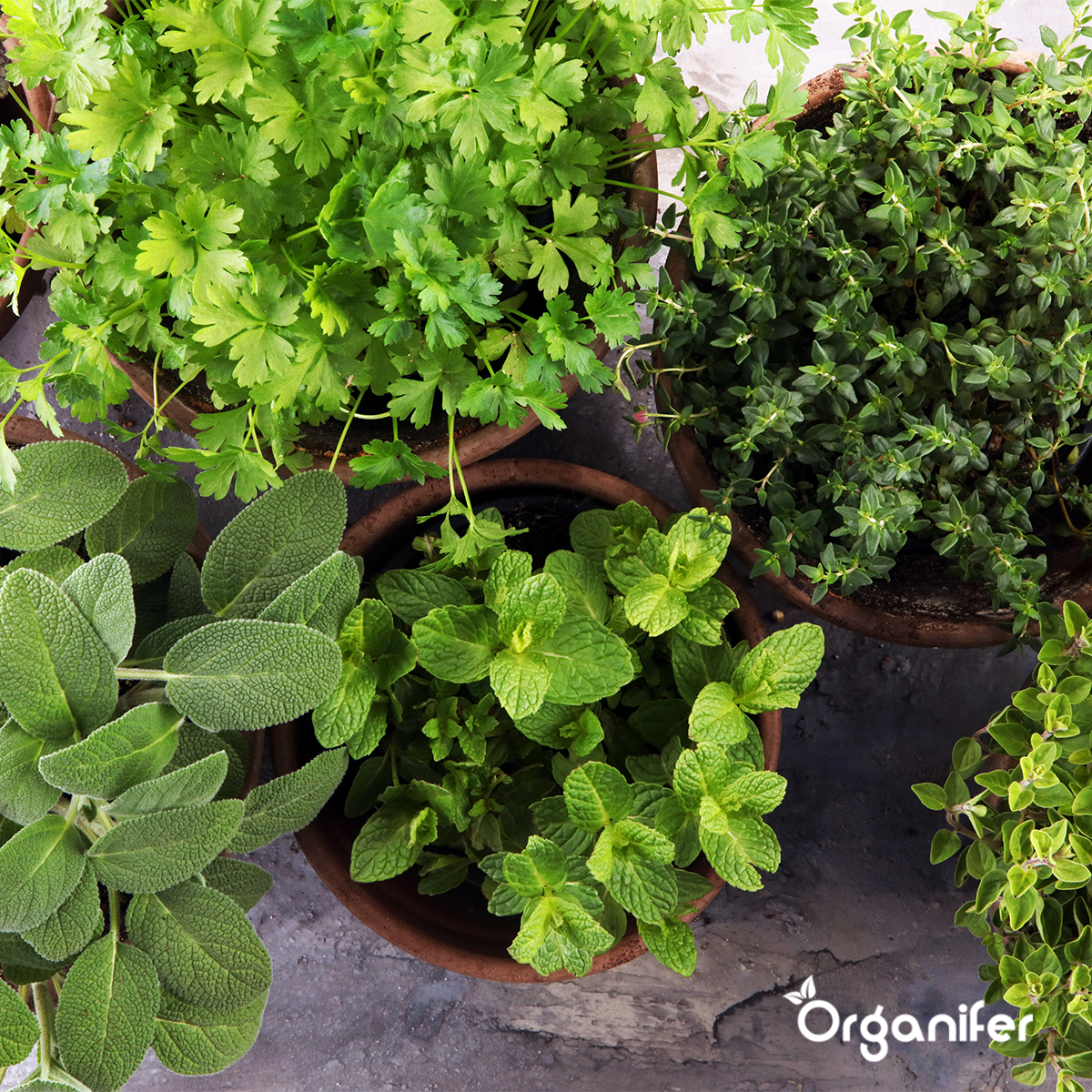 Ekologiskt Fröpaket för Örter – 10 Sorter