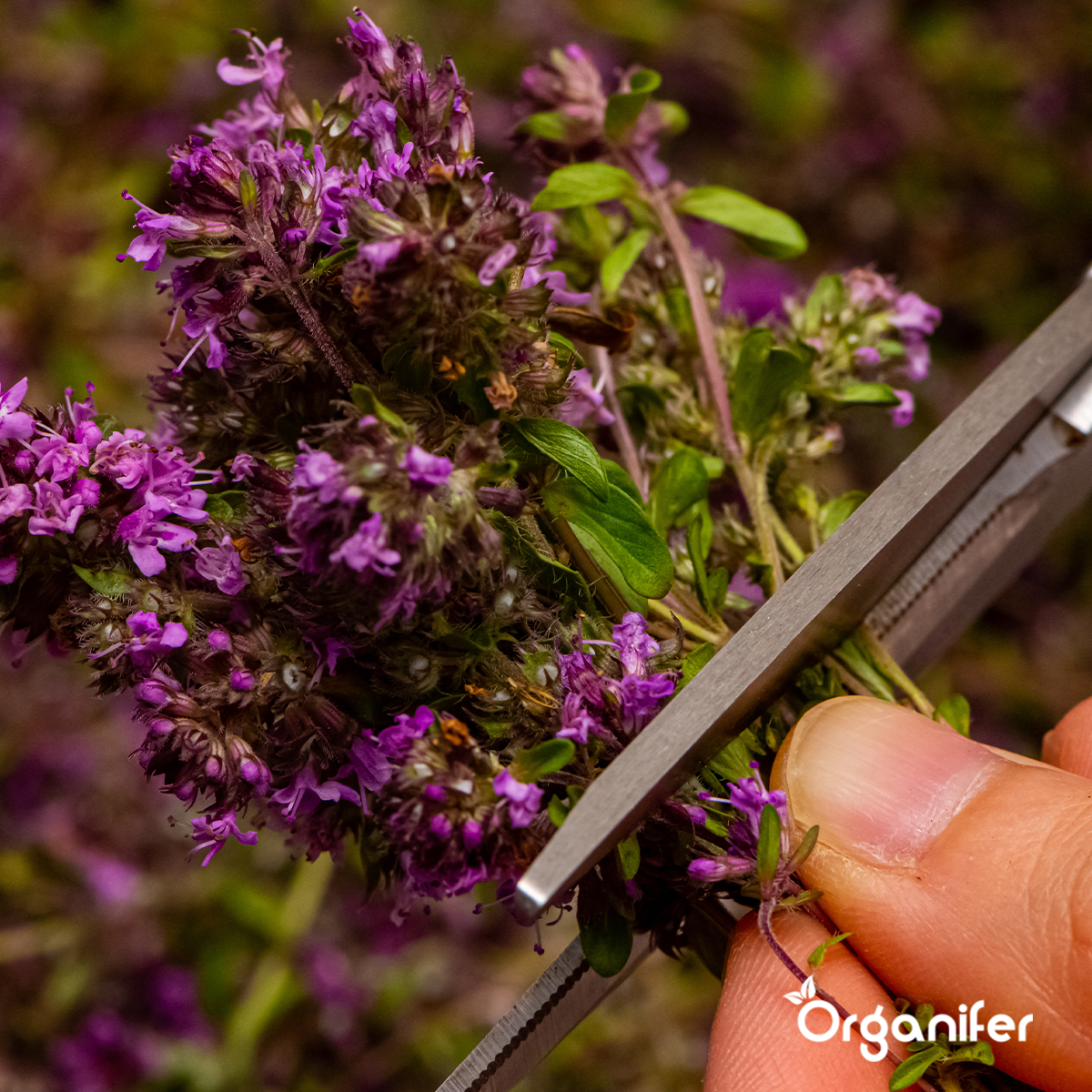 Ekologiskt Fröpaket för Örter – 10 Sorter