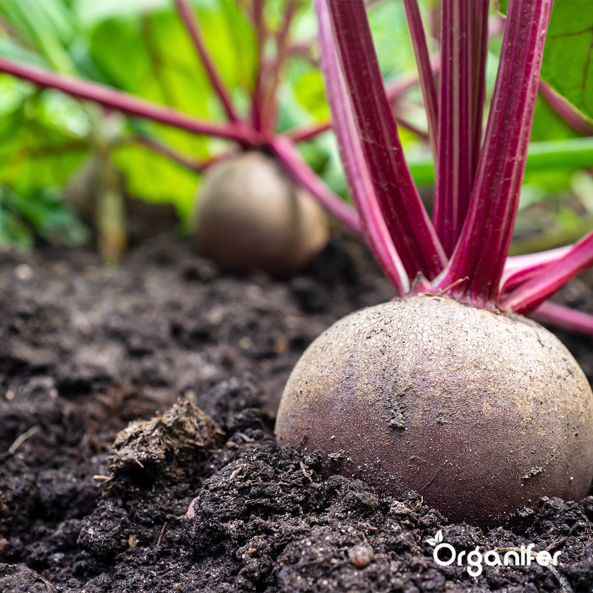 Organic Vegetable Seeds Package - 19 Types