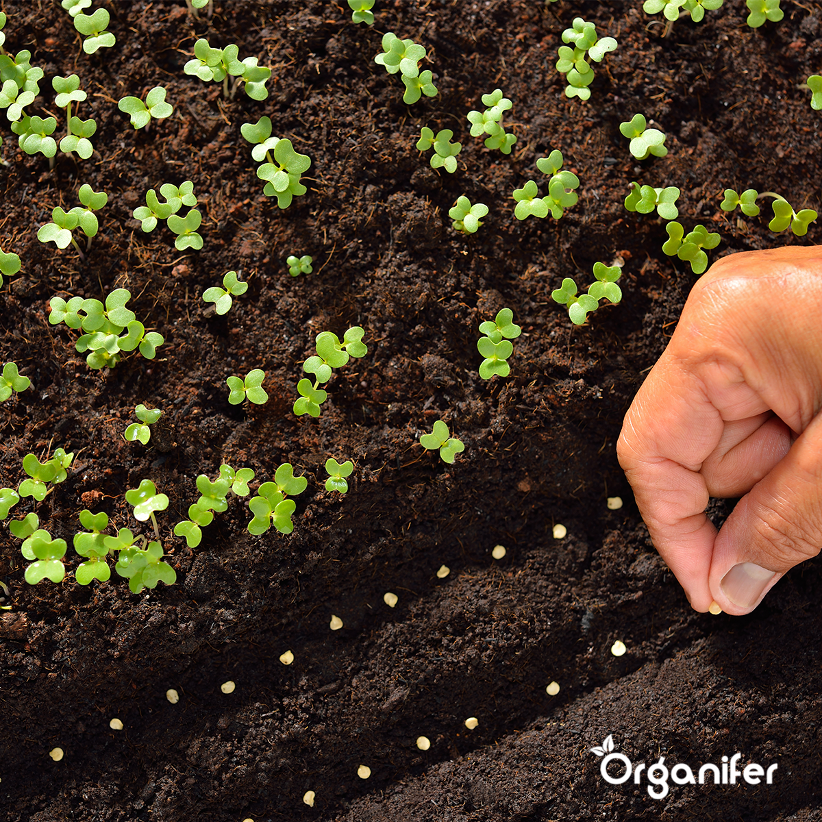 Organic Vegetable Seeds Package - 19 Types