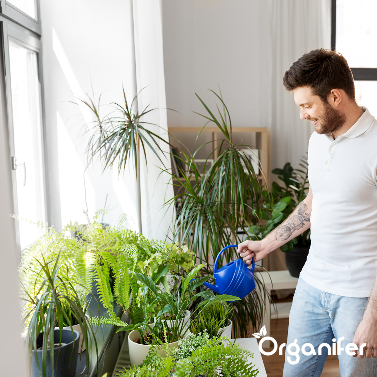 Bladinsecten - capsules - kamerplanten - potplanten