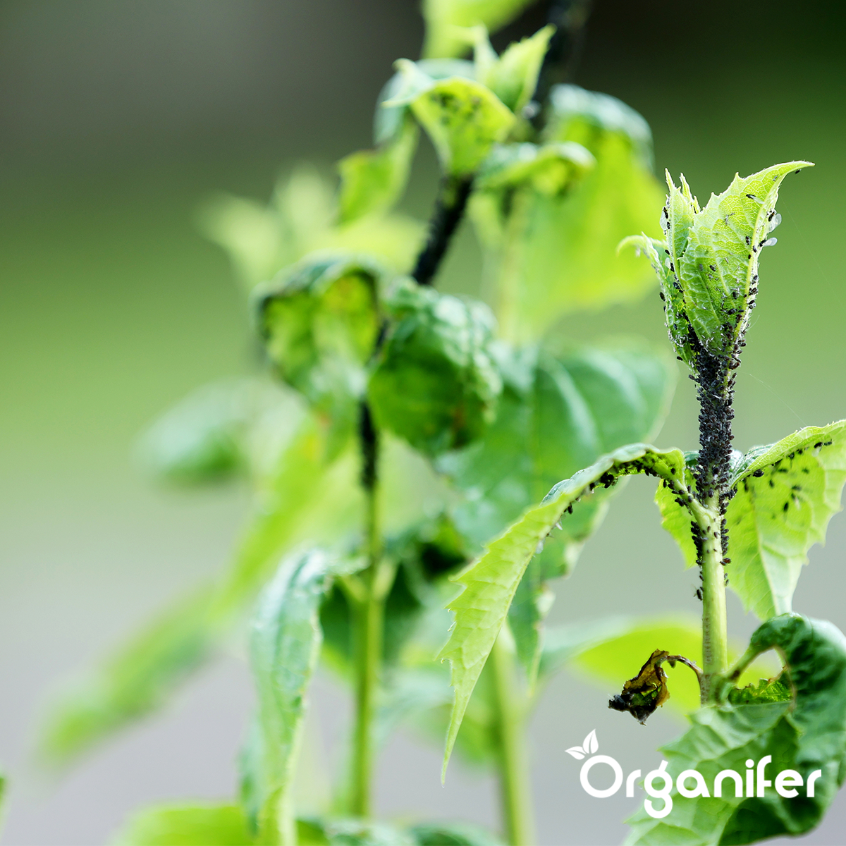 Bladluizen - voorkom platen met organifer leaf insects