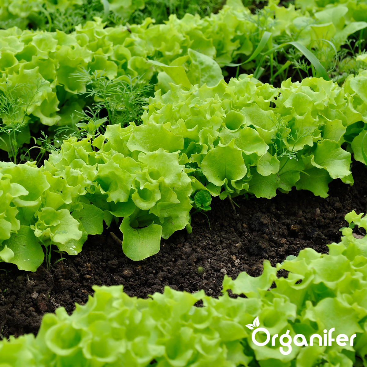 Soil Improver - Activator Mix (50 liters – for 50 m2)