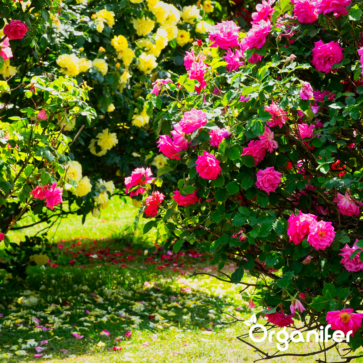 Soil Improver - Activator Mix (12x = 600 liters – for 600 m2)