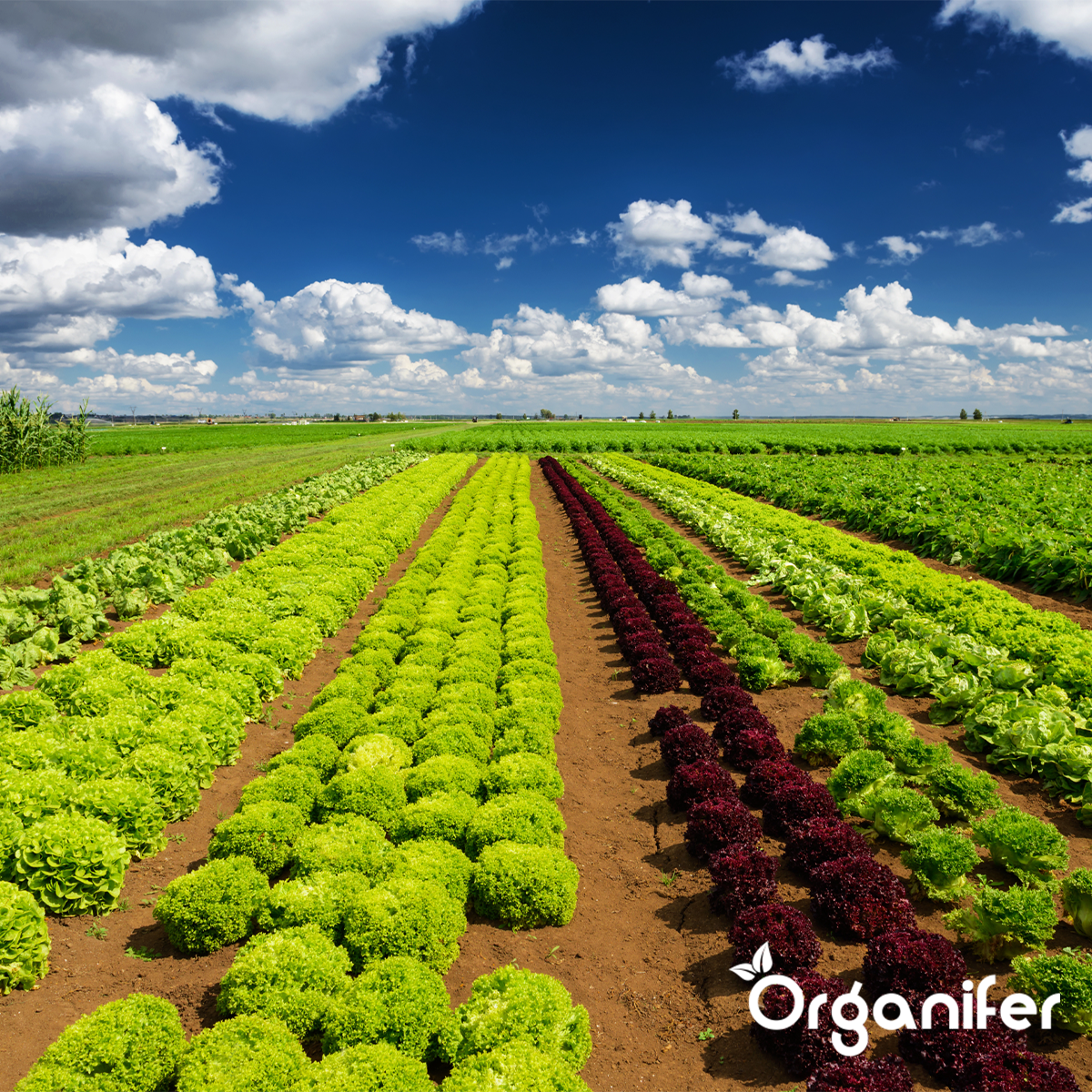 Jordforbedrer - Aktivatorblanding (25x = 1250 liters til 1250 m2)