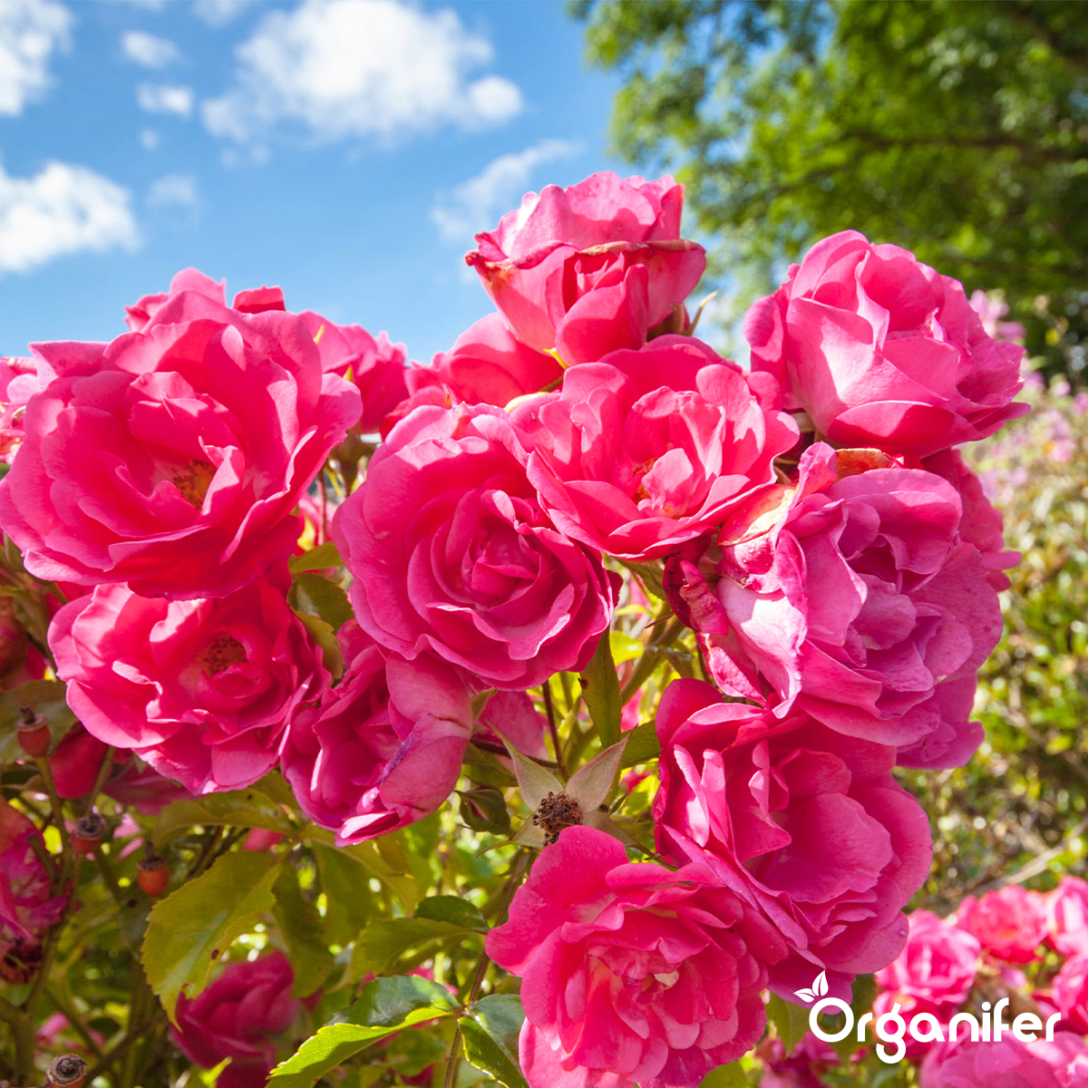 Basaltmel Jordforbedrer til Lerjord (20 kg – til 200 m2)