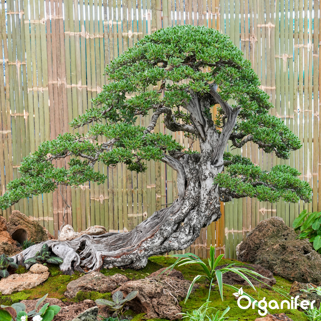 Bonsai Liquid Fertiliser 1