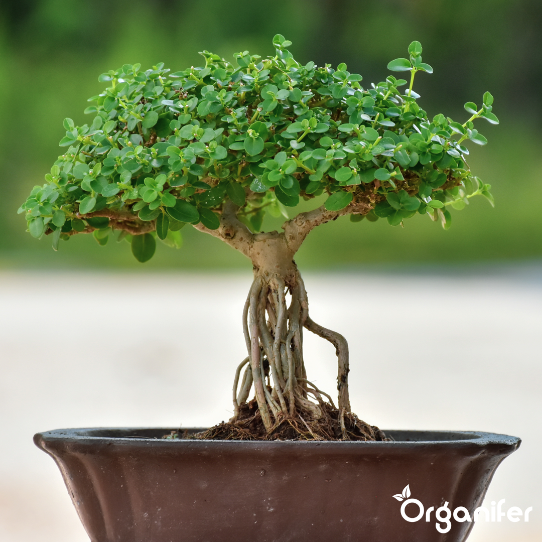 Bonsai Liquid Fertiliser 3