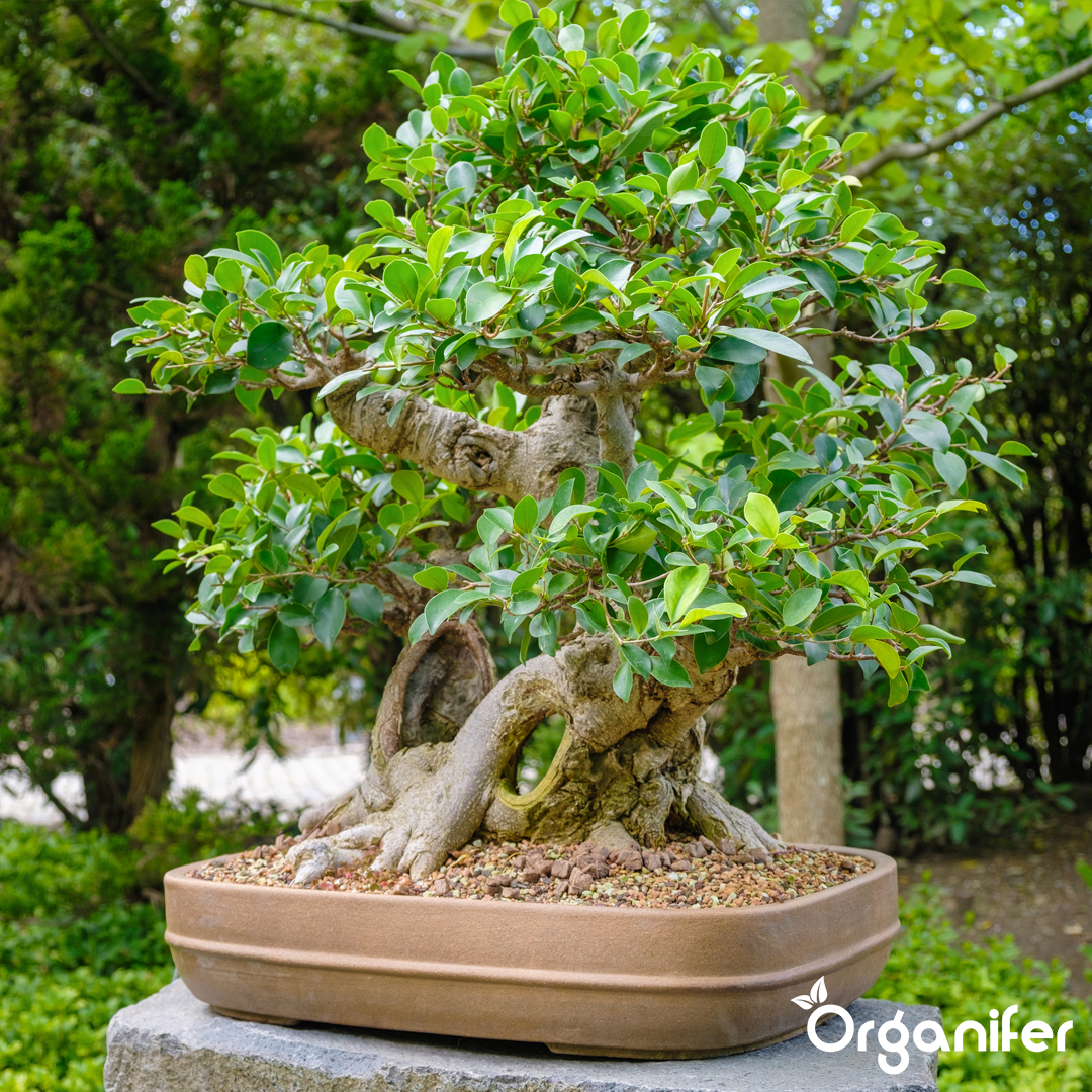 Bonsai Liquid Fertiliser 4