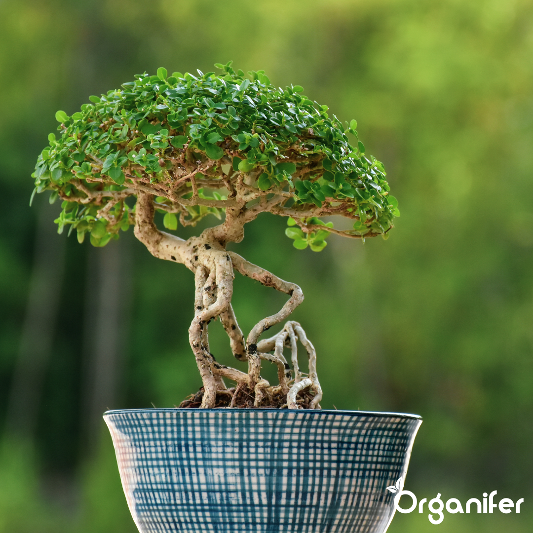 Bonsai Liquid Fertiliser 5