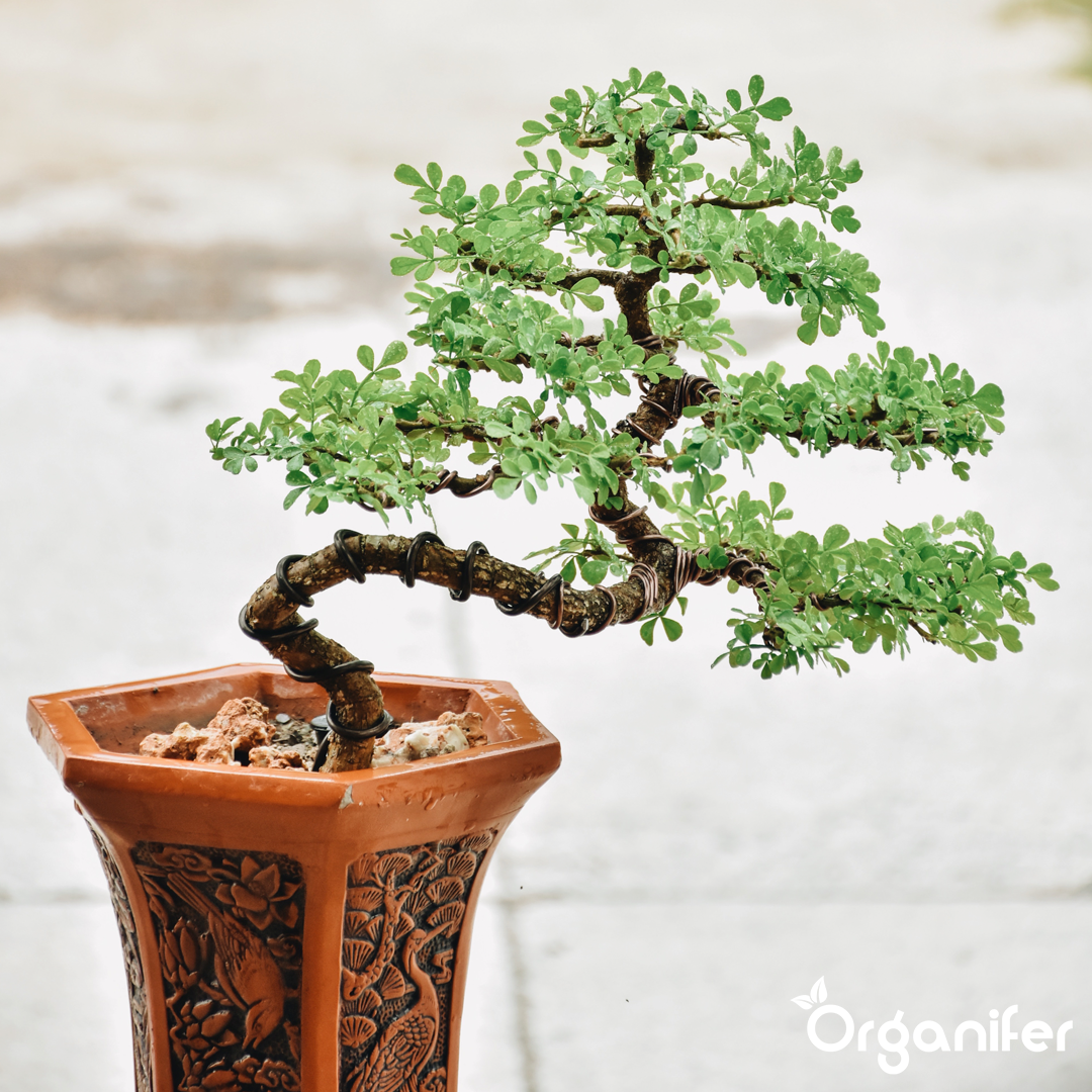 Bonsai Liquid Fertiliser 6