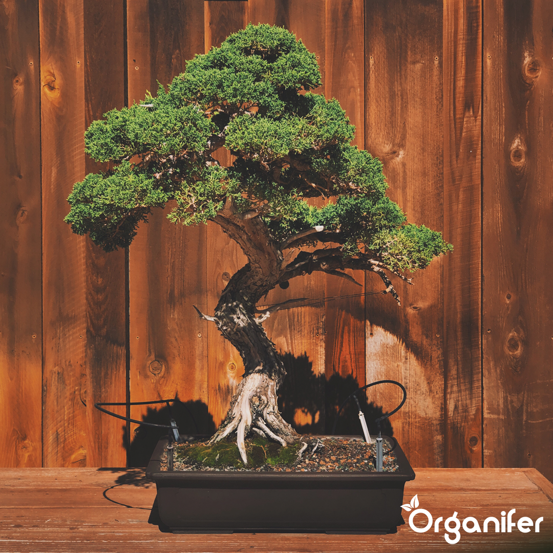 Bonsai Liquid Fertiliser 8