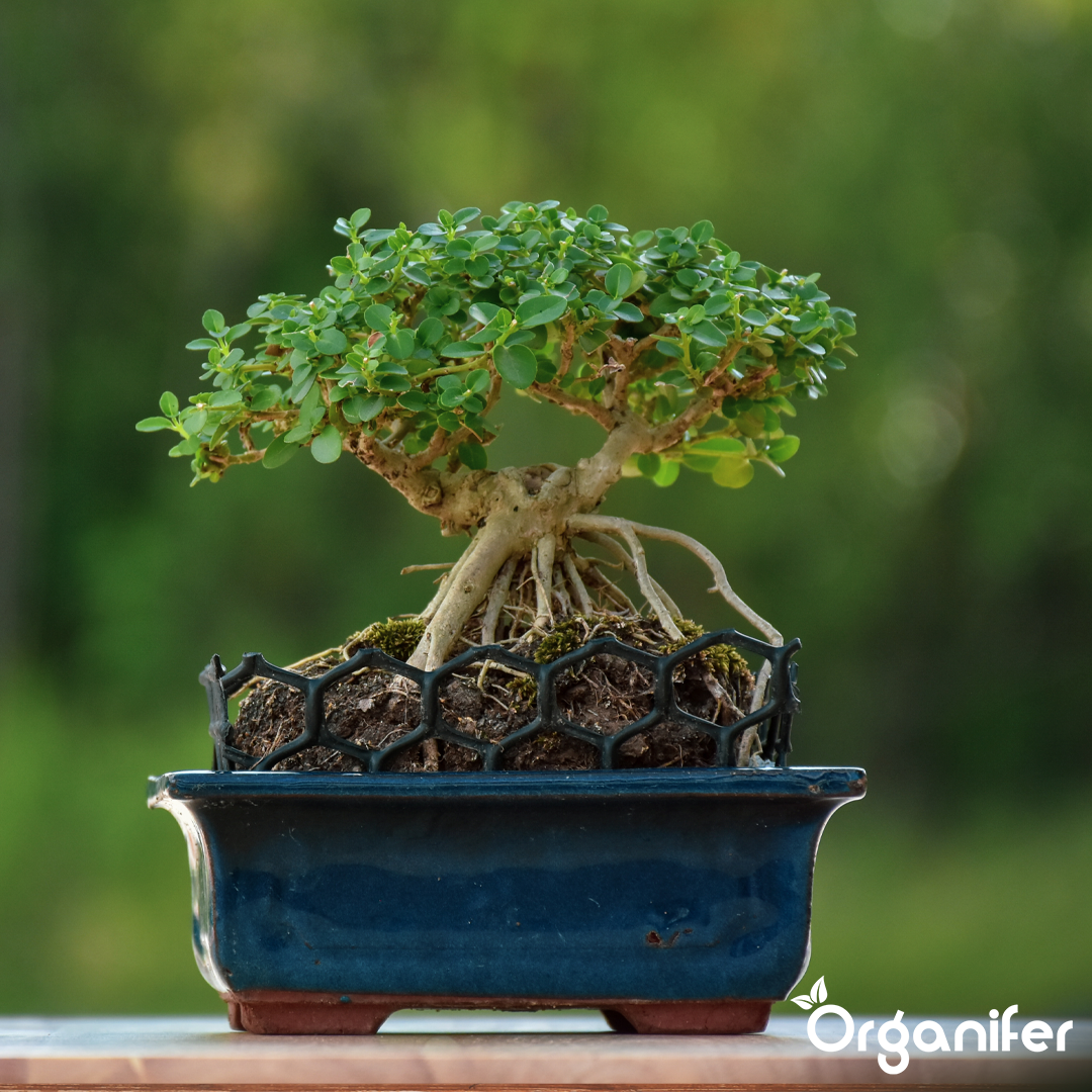 Bonsai Liquid Fertiliser 9