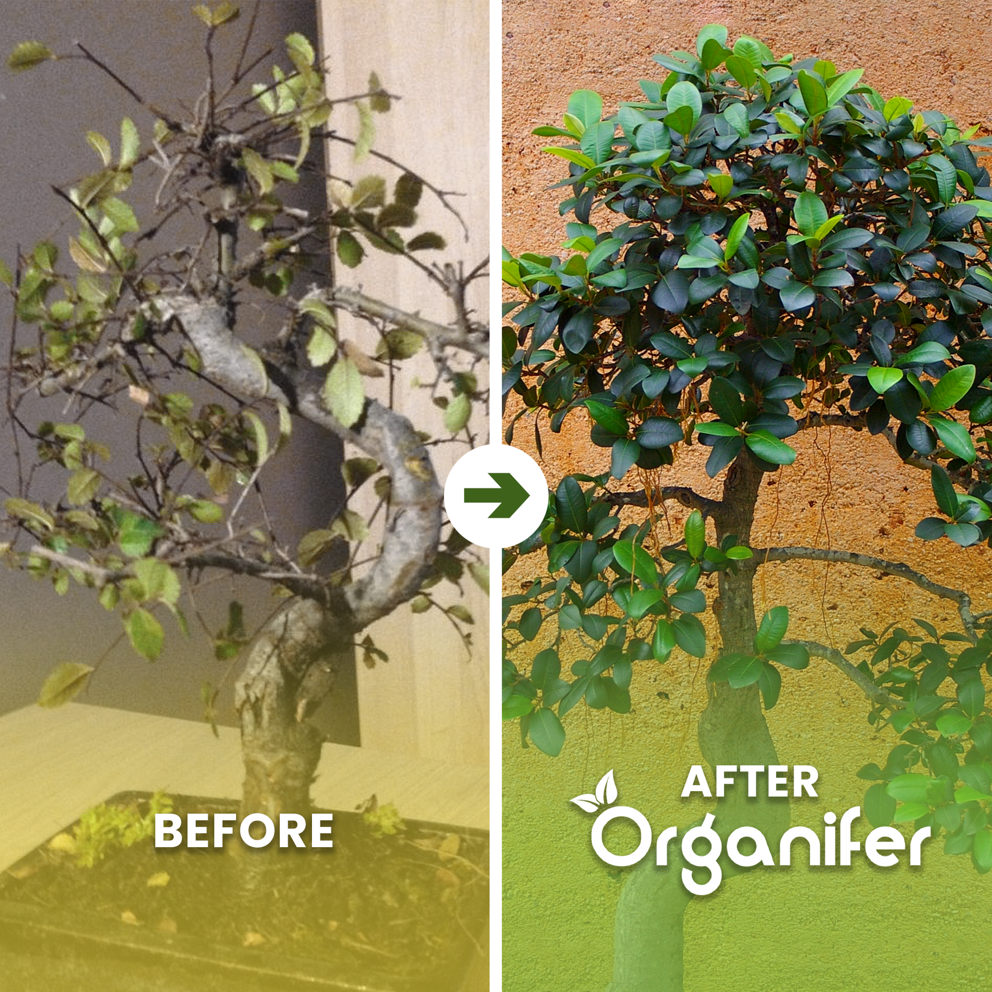 Bonsai Liquid Fertiliser before after