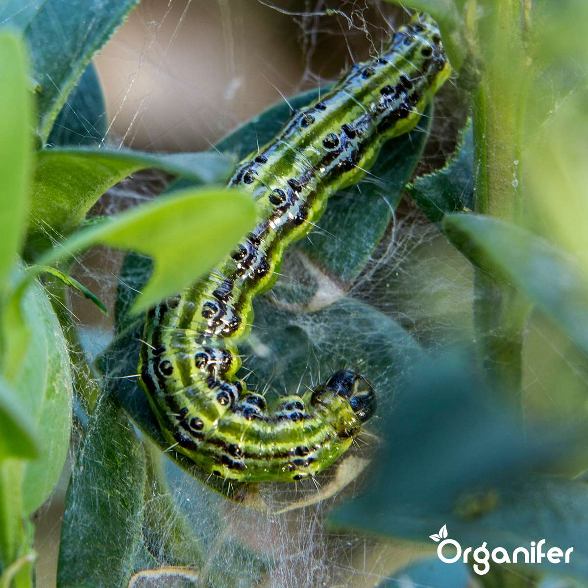 Algelimepulver - Rent Lithothamnium Calcareum (10 kg til 500 m2)