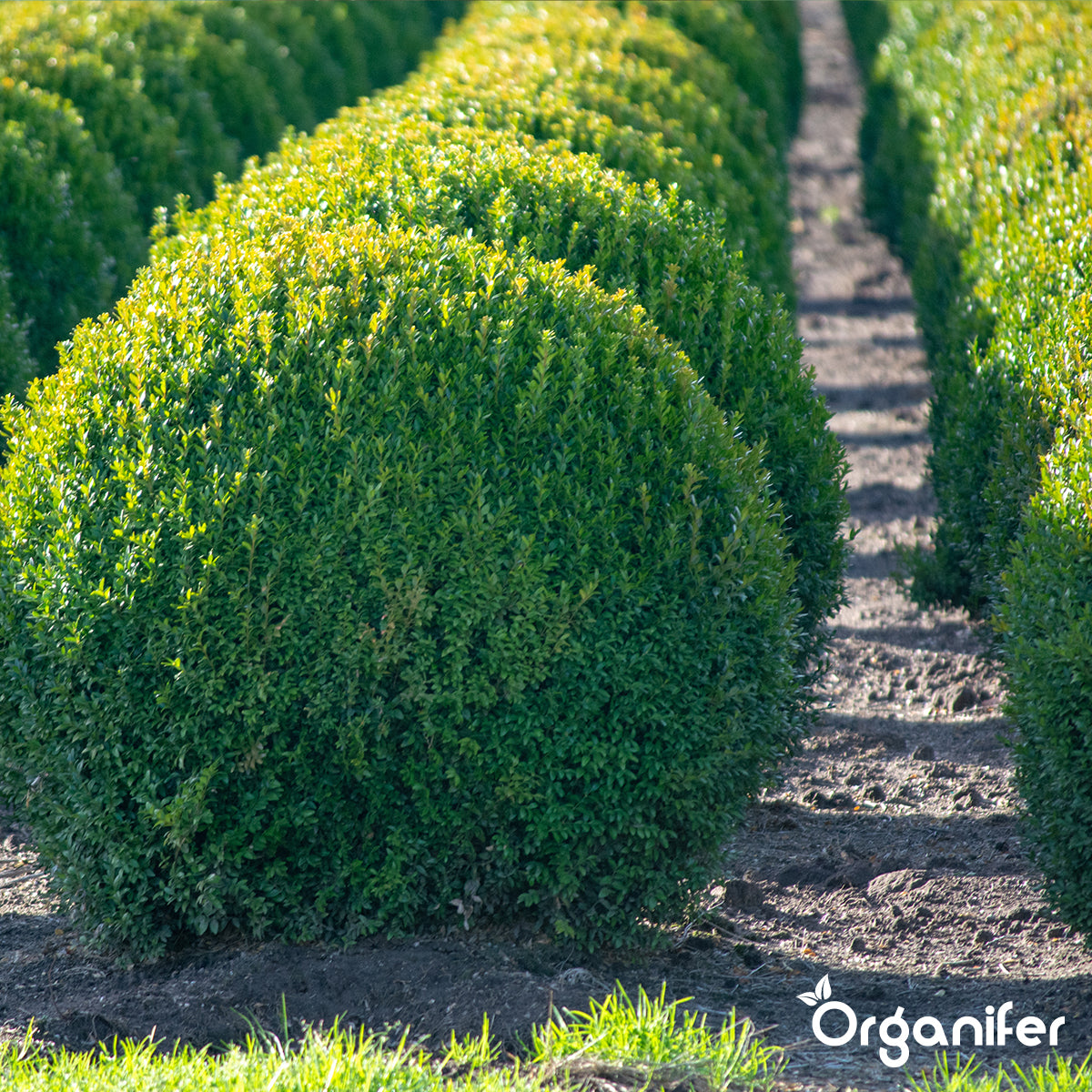 Buxus Vital 250 ml - Konzentrat für 25 Meter Hecke