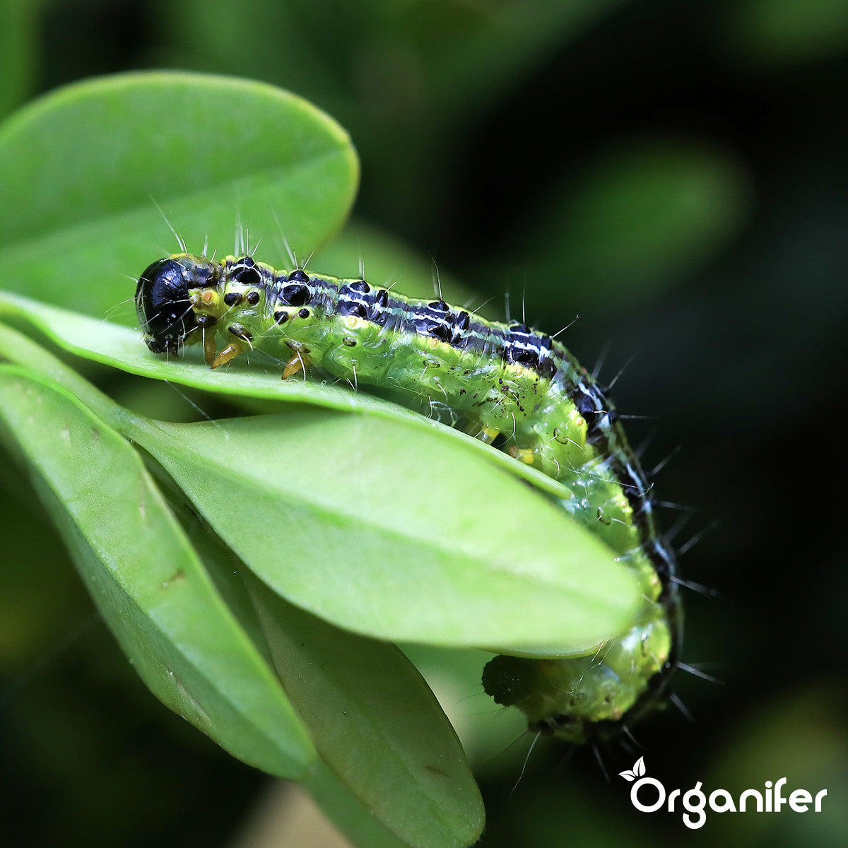 Poudre de Chaux Algale - Lithothamnium Calcareum Pur (20 kg pour 1000 m2)