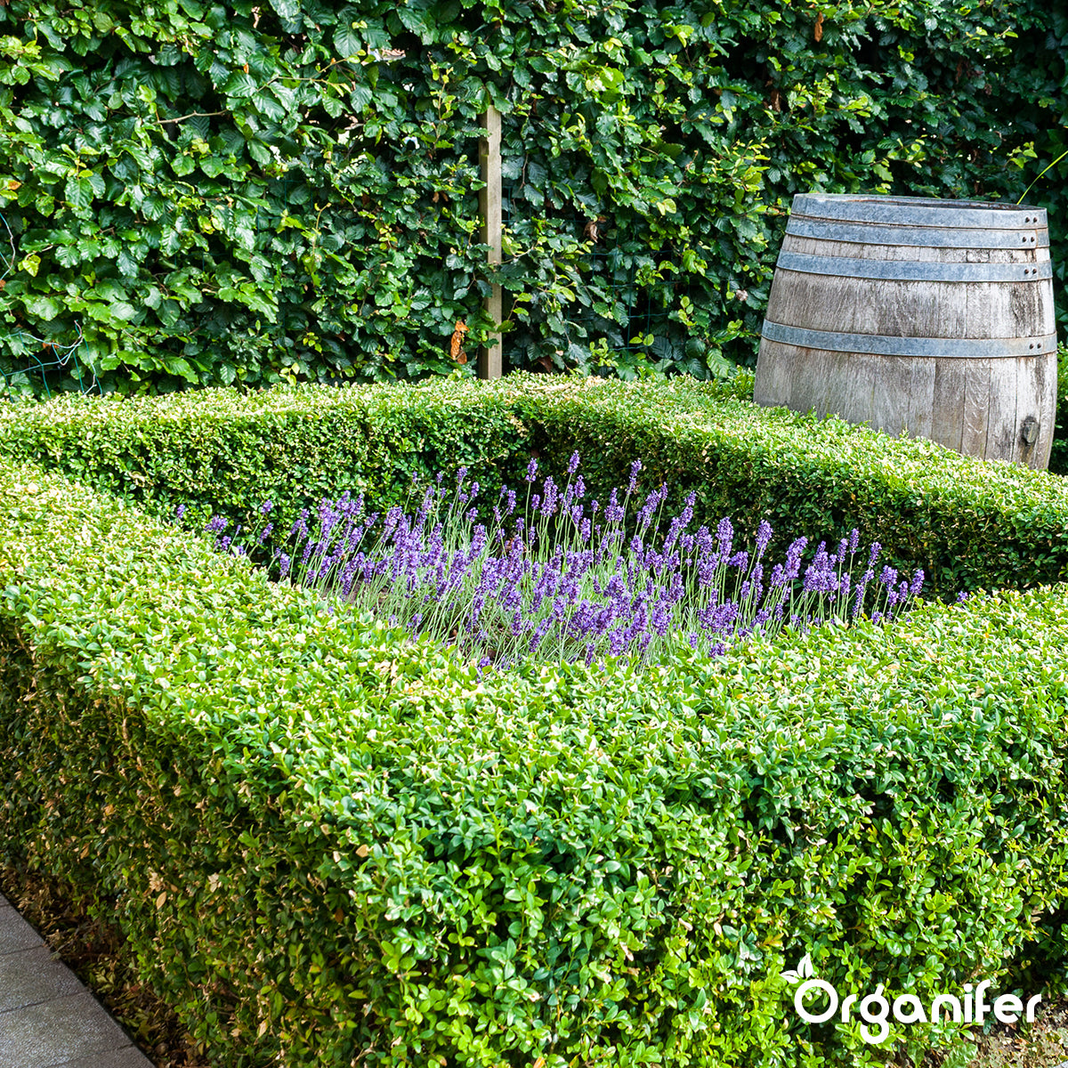 Buxus Vital 10 l – Concentraat voor 1000 meter haag