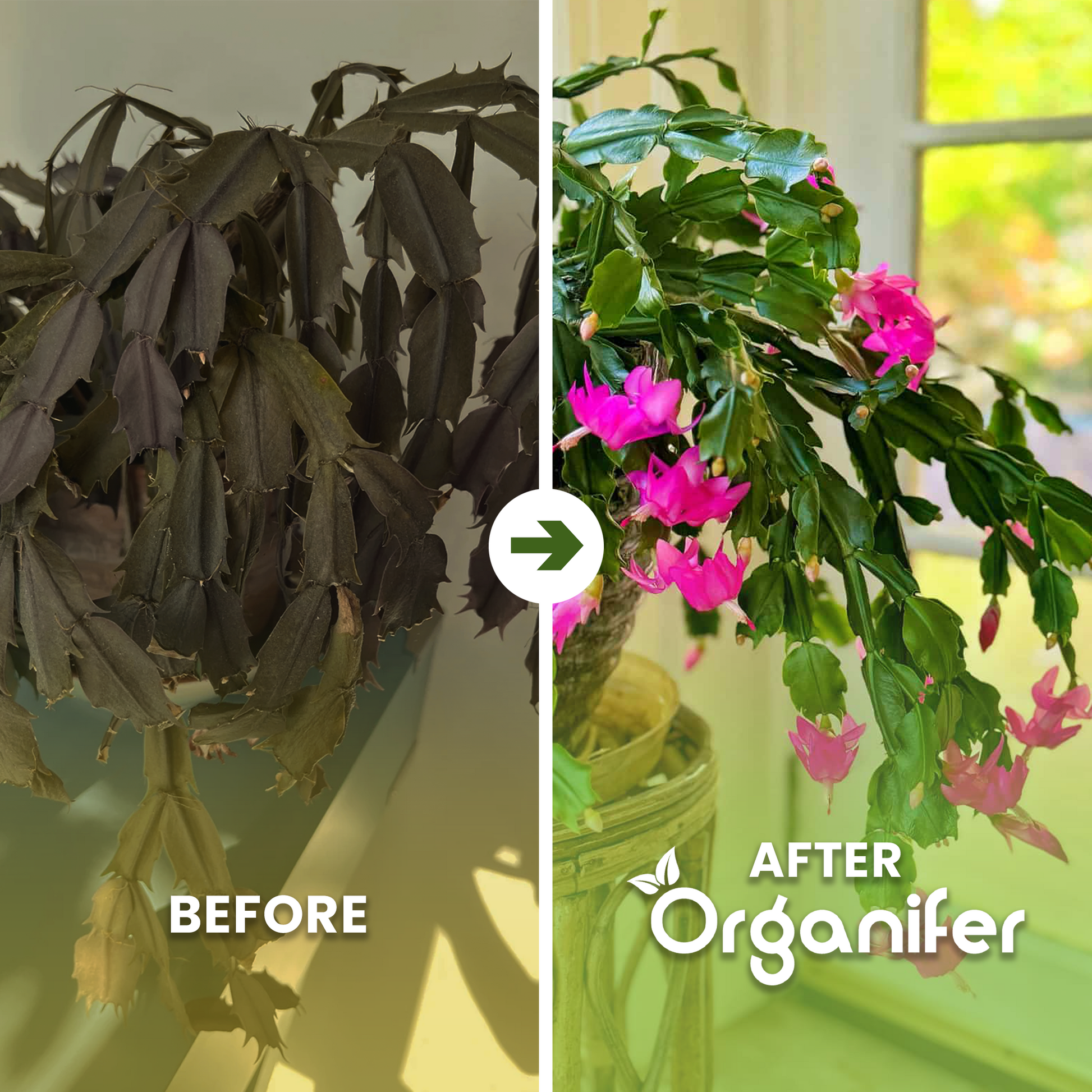 Christmas Cactus b-a