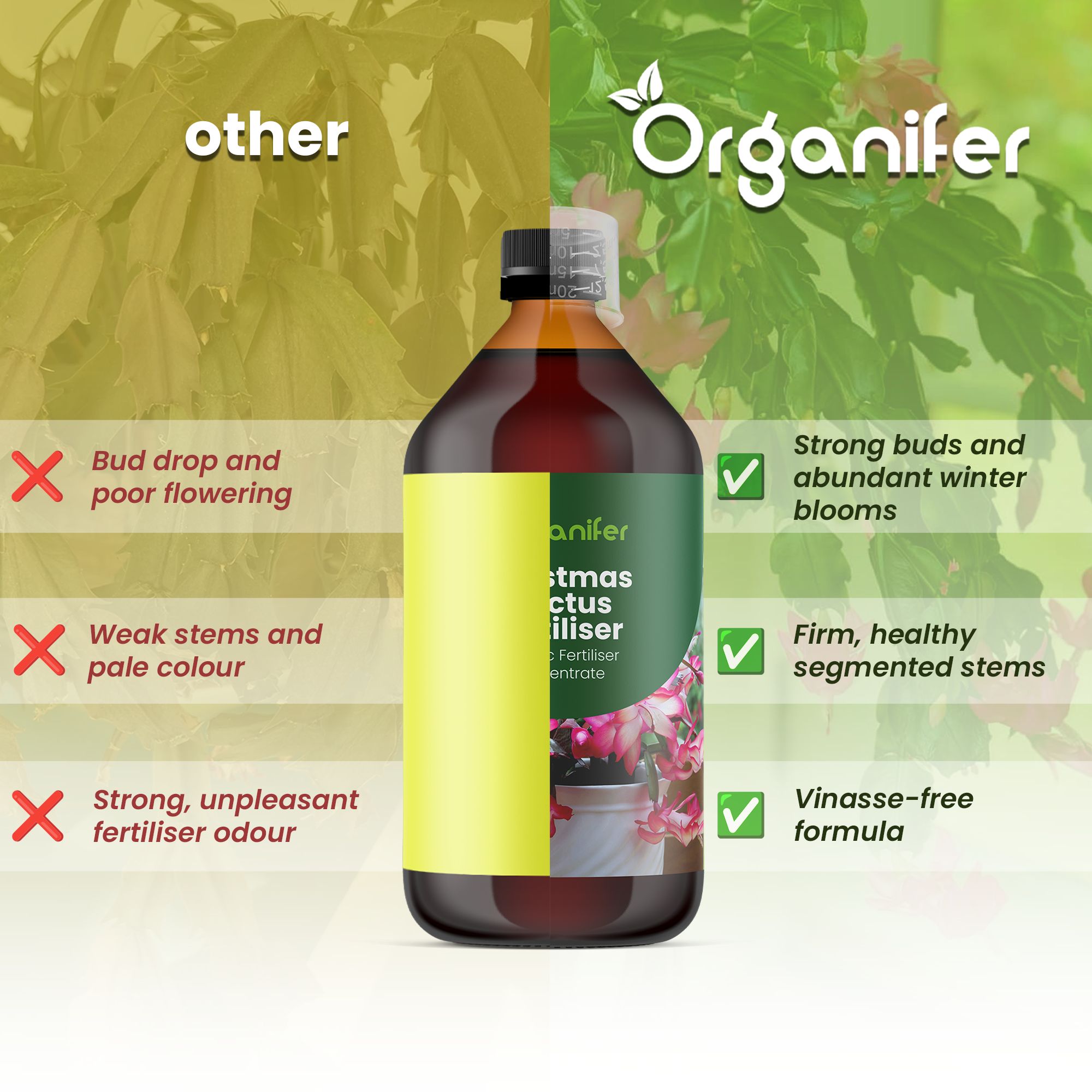 Christmas Cactus comparison