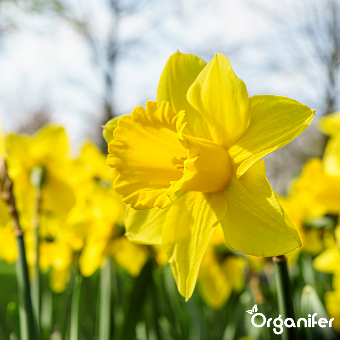 Close-up of a bright yellow daffodil with a blurred natural background, featuring the brand 'Organifer'.