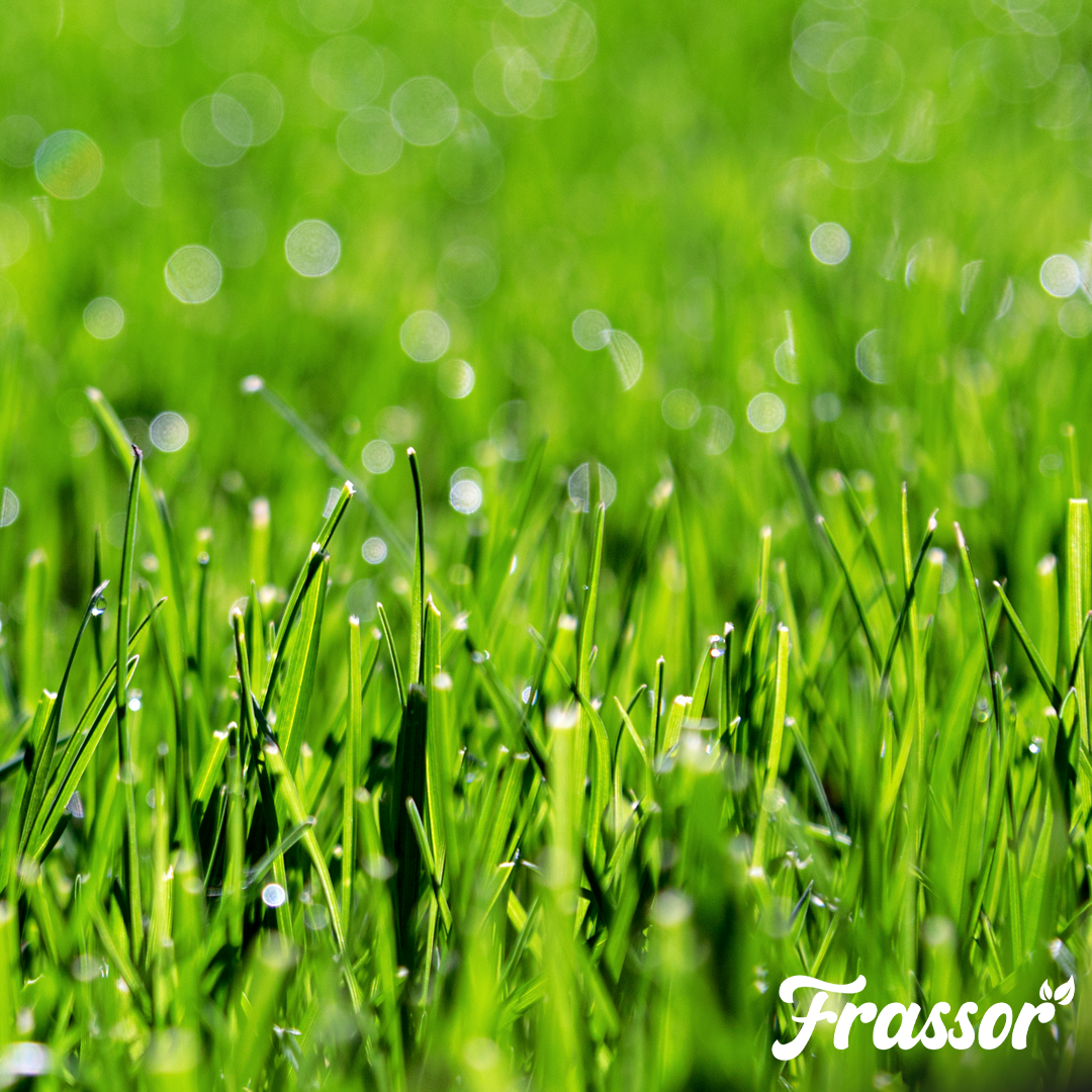 Close-up of green grass with water droplets, blurred background, and 'Frassor' brand logo.
